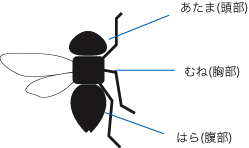 バッタもカマキリもチョウも 虫のカンタン描き方