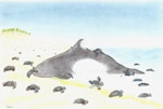 ウミガメのイラスト、Baby rush 　　ふ化し海へ旅立つアカウミガメ、それを見守るイシイルカ。