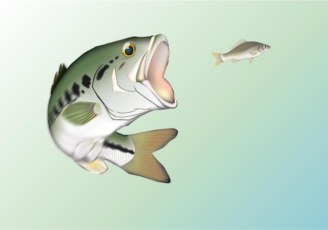 ダウンロード済み 魚 正面 イラスト リアル