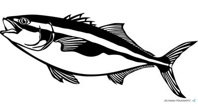 最高のイラスト画像 Hd限定魚 イラスト 白黒