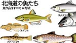 北海道の魚　イラスト
