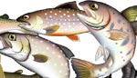 カーエー　ゴマ北海道の魚　イラスト