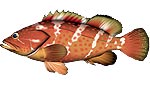 キジハタ　イラスト 魚