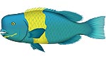 オビシメ　魚