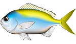 ウメイロ　イラスト　魚