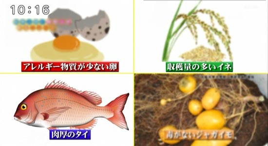 魚イラスト　報道バラエティ